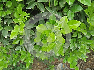 Ficus Benjamina (Weeping Fig) photo